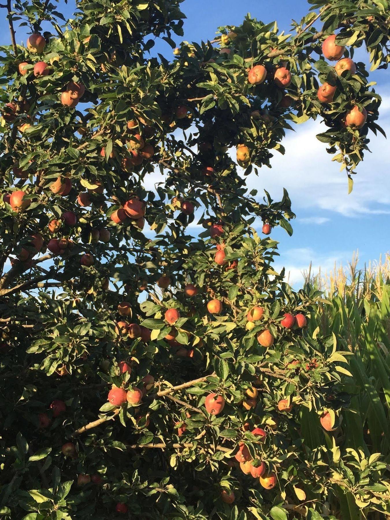 Villa Frutteto Dei Babbi Capannori Esterno foto